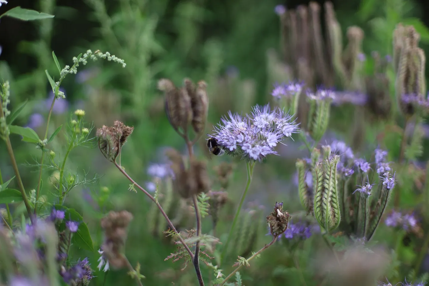 Biodiversität unterwegs Bild